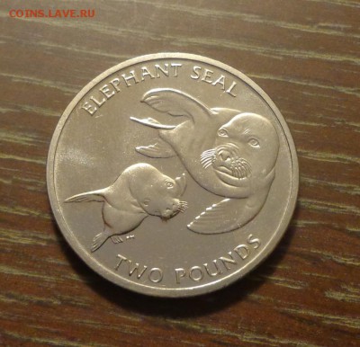 Ю.Георгия и Ю.Сэндвичевы о-ва - МОРСКИЕ КОТИКИ 15.11, 22.00 - Юж. Джорджия и Юж. Сандвичевы о-ва Морские котики_1