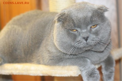 Любите ли вы кошек? - 002.JPG