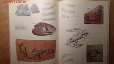 Ивахненко М.Ф, Корабельников В.А. Живое прошлое Земли до 18 - Живое прошлое Земли-2.JPG