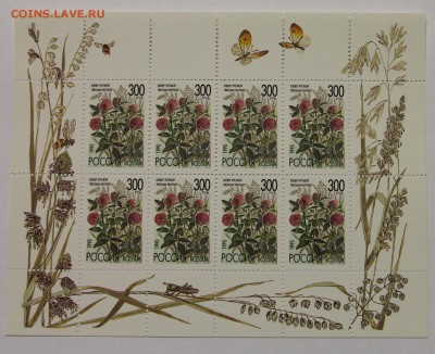 л Клевер луговой 1995 до 09.12 - IMG_0248.JPG