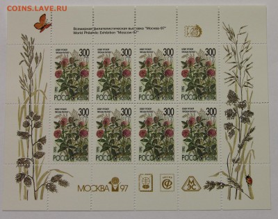 л Клевер луговой 1995 до 09.12 - IMG_0251.JPG