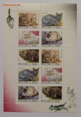 л Кошки 1996 до 09.12 - IMG_9841.JPG