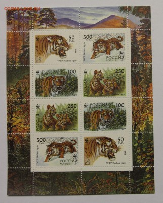 л Тигры 1993 до 09.12 - IMG_9855.JPG