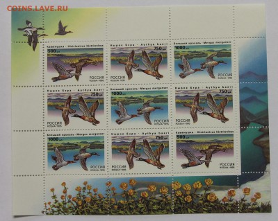 л Утки 1995 до 09.12 - IMG_9964.JPG