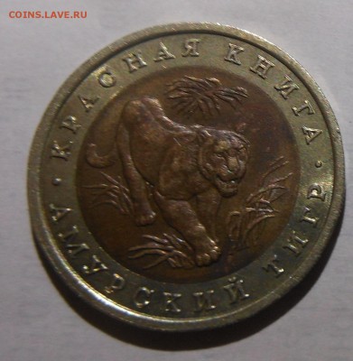 кк 1992г амурский тигр оч короткий до 7.12.16 22-00 - DSCN1236.JPG