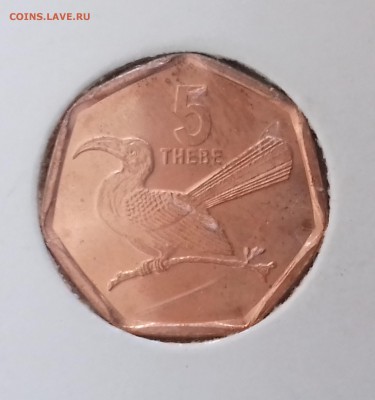 Токо, сидящий на ветке - БОТСВАНА 5 тхебе 1998 20161208_141520