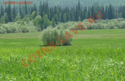 Кусты на яме - баня.JPG