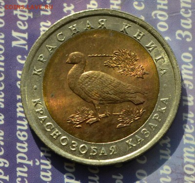 Красная книга краснозобая казарка до 15.12 в 22:15 - казарка а