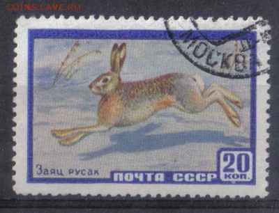 СССР 1960г Фауна СССР Заяц полн.серия до 16.12 22.00мск - СССР 1960г Фауна СССР полн.серия