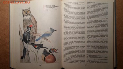 Беме, Р.Л.; Кузнецов, А.А. Птицы разных материков до 17.12 - Птицы разных материков-3.JPG