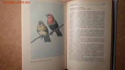 Пернатая радуга. Справочное пособие для любителей птиц до 17 - Пернатая радуга-2.JPG