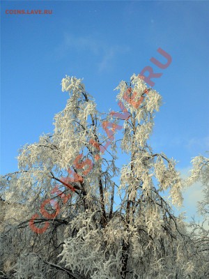 ФОТО - просто фото. Те что получились удачными. - 30.12.2010г. (7)[2]