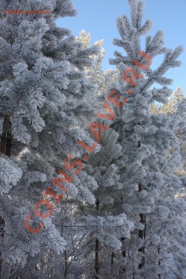 ФОТО - просто фото. Те что получились удачными. - IMG_3619