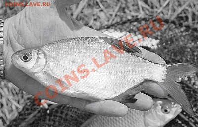 СТРАНИЧКА РЫБАКА - 104_8_2
