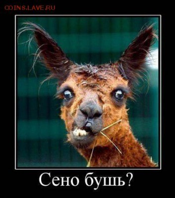 веселые картинки - cV_vh3EQsDc