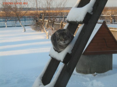 ДОМАШНИЕ ЖИВОТНЫЕ И НОВЫЙ ГОД - IMG_0138.JPG