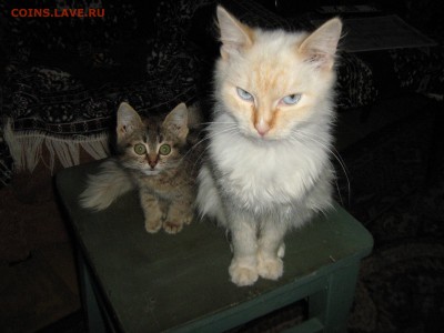ДОМАШНИЕ ЖИВОТНЫЕ И НОВЫЙ ГОД - IMG_0189.JPG