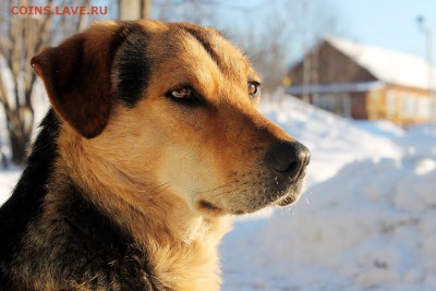 ДОМАШНИЕ ЖИВОТНЫЕ И НОВЫЙ ГОД - Сторож