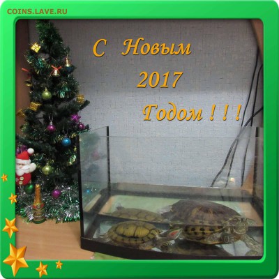 ДОМАШНИЕ ЖИВОТНЫЕ И НОВЫЙ ГОД - IMG_3765.JPG