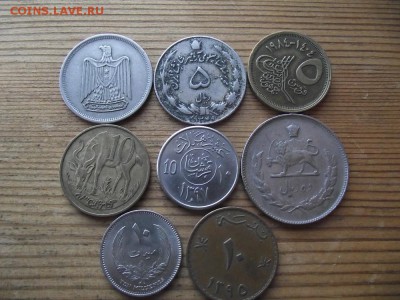 Ближне-восточная ходячка на определение - DSCF1843.JPG