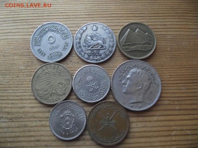 Ближне-восточная ходячка на определение - DSCF1844.JPG