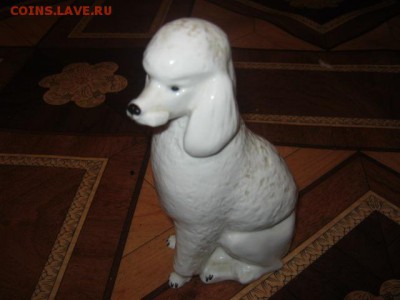 Пудель ЛФЗ (разные ) до 21-00 30.01.17 - IMG_3789.JPG