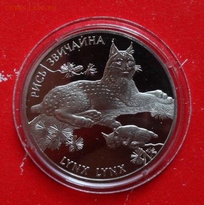 Украина 2001 Фауна - Рысь до 01.02.2017г 22-00 - DSC09125.JPG