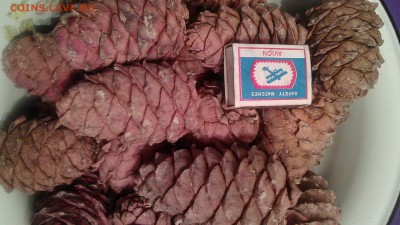 1 килограмм-Кедрового ореха из Сибирский тайги. - IMG_20161109_174503