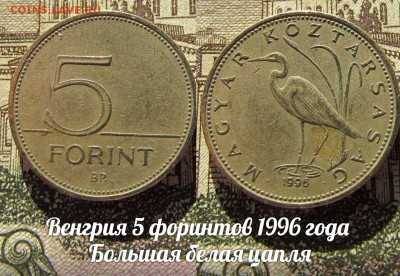 Венгрия 5 форинтов 1996 года Большая белая цапля.До 08.02 - 1