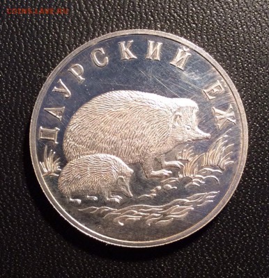 Один рубль КК 1999 даурский ёж до 19.02.2017 (22.00мск) - image