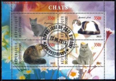 Кот Д Ивуар 2013г мл Кошки №1 до 27.02 22.00мск - Кот Д Ивуар 2013г мл Кошки №1