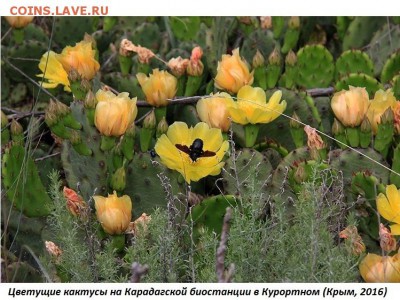 Цветы и насекомые - 1. Цветы и насекомые