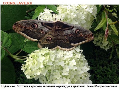 Цветы и насекомые - 2. Цветы и насекомые