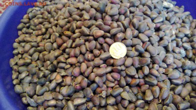 Кедровые орехи, Сибирского кедра . - IMG_20161109_154626