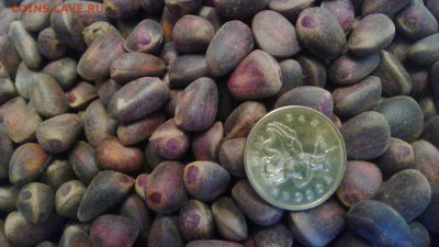 Кедровые орехи, Сибирского кедра . - IMG_20161109_154723