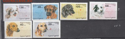 Сахара 1998 собаки - 2