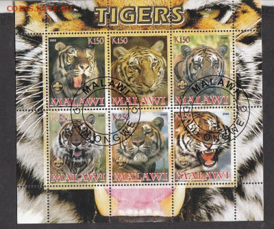 Малави 2008 тигры - 45