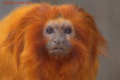Звери Новосибирского зоопарка на долларах Виргинских о-вов - Golden_Lion_Tamarin_Leontopithecus_rosalia
