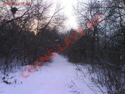 Подарки от moigala: 10р. юбилейка 2010г. - Лес.JPG