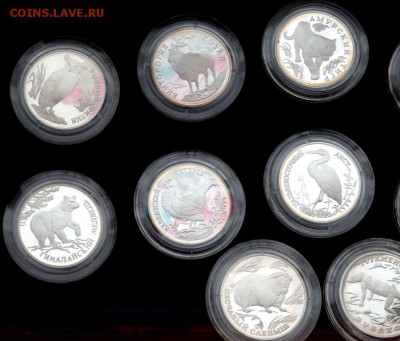 Красная книга в серебре 12 монет оценка - P3270076.JPG