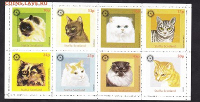 Шотландия кошки - 17