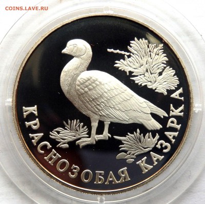 1 рубль "Кр. книга "Краснозобая Казарка" до 05.04.17 22-00 - P4020366.JPG