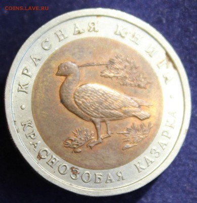 КРАСНАЯ КНИГА 10 руб.1992г. КРАСНОЗОБАЯ КАЗАРКА до 16.04 - IMG_5609.JPG