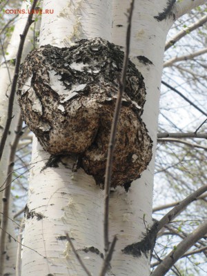 делает - прямо сейчас !!! - IMG_0217