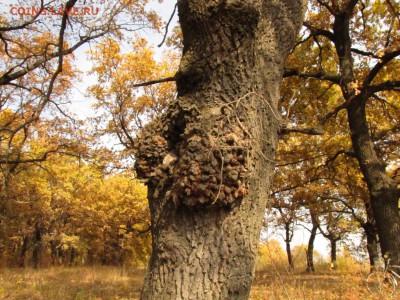 делает - прямо сейчас !!! - IMG_8438.JPG
