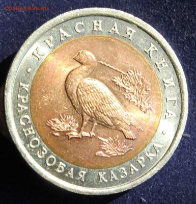 КРАСНАЯ КНИГА 10 руб.1992г. КРАСНОЗОБАЯ КАЗАРКА до 26.04. - IMG_6060.JPG