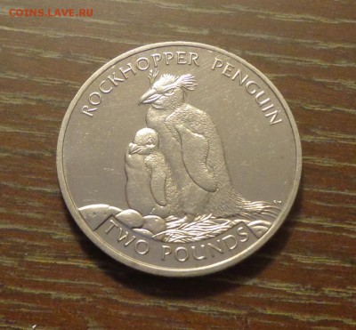 Ю.Георгия и Ю.Сэндвичевы о-ва - ПИНГВИНЫ до 2.05, 22.00 - Юж. Джорджия и Юж. Сандвичевы о-ва Пингвин Рокхоппера_1