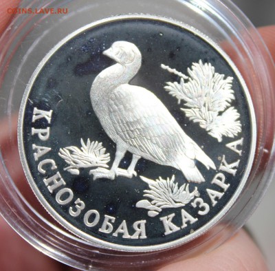 1 руб 1994 года Краснозобая казарка до 03.05.2017 22.10МСК - IMG_8380.JPG