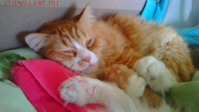 делает - прямо сейчас !!! - IMG_20170401_101747
