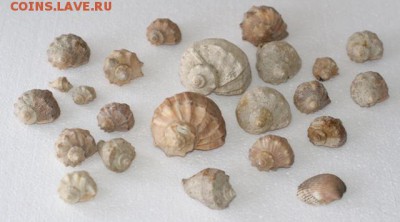 Ракушки морские 23 шт  до 5.05.17 в 22.00 - DSC00467.JPG